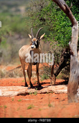 L'antilope rouanne, adulte, Kuruman, Kalahari, Northern Cape, Afrique du Sud, Afrique / (Hippotragus equinus) Banque D'Images