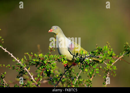 Pigeon vert d'Afrique, des profils sur branch, parc national Kruger, Afrique du Sud, Afrique / (Treron calvus) Banque D'Images