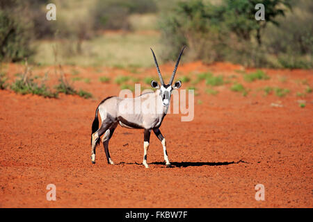 Gemsbok, Oryx, Gemsbuck, adulte, Kuruman, Kalahari, Northern Cape, Afrique du Sud, Afrique / (Oryx gazella) Banque D'Images