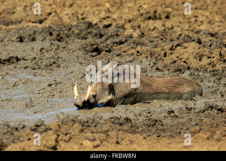 Phacochère, des profils dans un bain de boue, parc national Kruger, Afrique du Sud, Afrique / (Phacochoerus aethiopicus) Banque D'Images