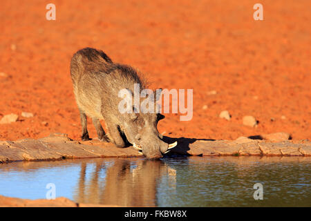 Phacochère, adulte à l'eau, potable Kuruman, Kalahari, Northern Cape, Afrique du Sud, Afrique / (Phacochoerus aethiopicus) Banque D'Images