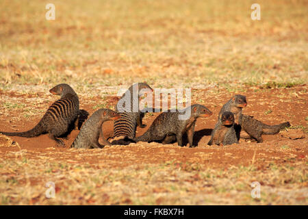 Mongoose bagués, Groupe avec youngs à den Nationalpark, Kruger, Afrique du Sud, Afrique / (Mungos mungo) Banque D'Images