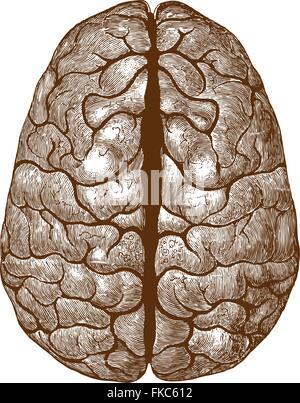 Cerveau humain illustration vintage colorisée Illustration de Vecteur