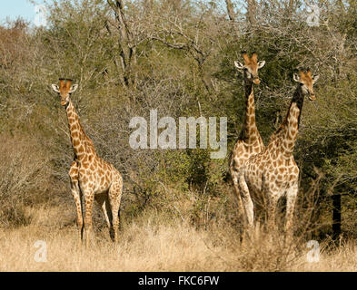 Trois girafes en Kruger National Park Banque D'Images