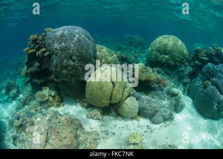 Têtes de corail porites en récif peu profond, Porites sp. Banque D'Images