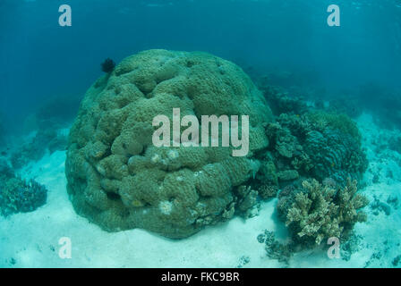 Têtes de corail porites en récif peu profond, Porites sp. Banque D'Images