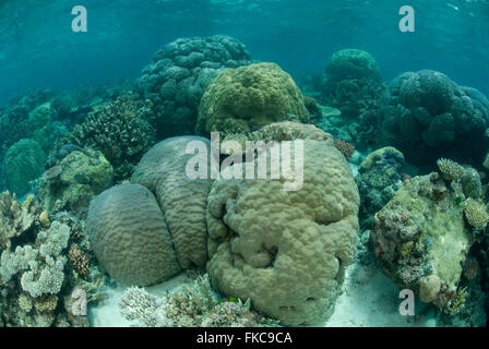 Têtes de corail porites en récif peu profond, Porites sp. Banque D'Images