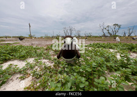 Brown boobie (Sula leucogaster) dans Bird Islet Banque D'Images