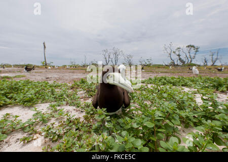 Brown boobie (Sula leucogaster) dans Bird Islet Banque D'Images