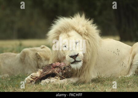 Lion mange de la viande à l'état sauvage Banque D'Images