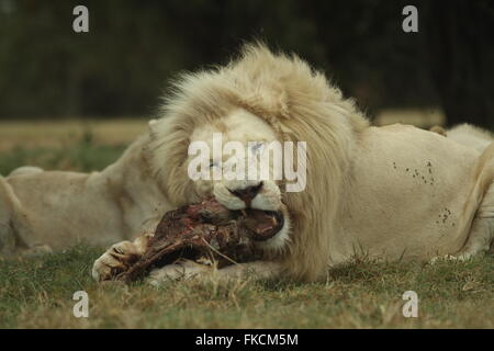 Lion mange de la viande à l'état sauvage Banque D'Images