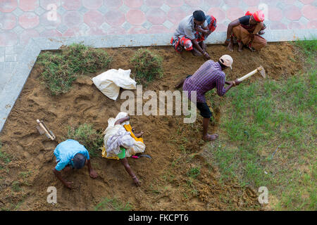 Vue de dessus de 5 Indiens dépose de l'herbe dans un petit jardin Banque D'Images