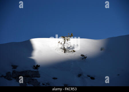 Un seul arbre mis en lumière par le soleil dans les Cinque Torri (dans la zone des 5 tours de Falzarego) dans les Dolomites italiennes Banque D'Images