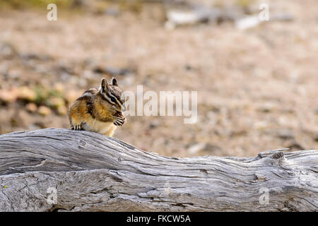 Tamia ont un déjeuner sur un tronc d'arbre dans le parc de Yellowstone. Banque D'Images