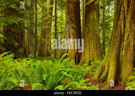 Dans la forêt tropicale luxuriante Cathedral Grove sur l'île de Vancouver, Canada. Banque D'Images