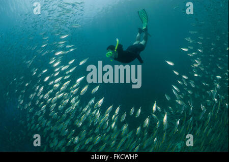 Snorkeler nageant à travers une école de Oxeye Tas, Selar boops dans le house reef de docks de Miniloc Island Resort. Banque D'Images