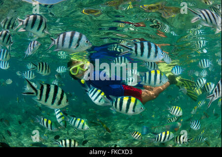 Snorkeler avec le Sergent Major abondants, damselfish Abudefduf vaigiensis. Docks de Miniloc Island Resort récif maison. Banque D'Images