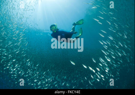 Snorkeler nageant à travers une école de oxeye tas (Selar boops) dans le house reef de docks de Miniloc Island Resort. Banque D'Images