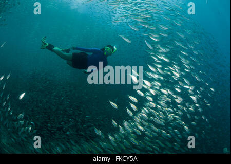 Snorkeler nageant à travers une école de oxeye tas (Selar boops) dans le house reef de docks de Miniloc Island Resort. Banque D'Images