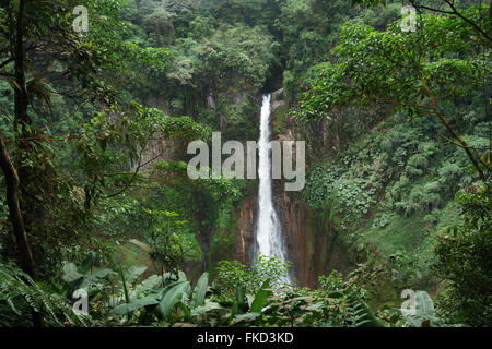 La cascade de La Fortuna dans une forêt, Province d'Alajuela, Costa Rica Banque D'Images