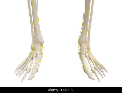 Pieds squelette avec système nerveux central isolé sur blanc. Banque D'Images