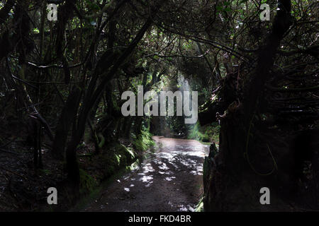 Route de terre en passant par une forêt dense, Costa Rica Banque D'Images