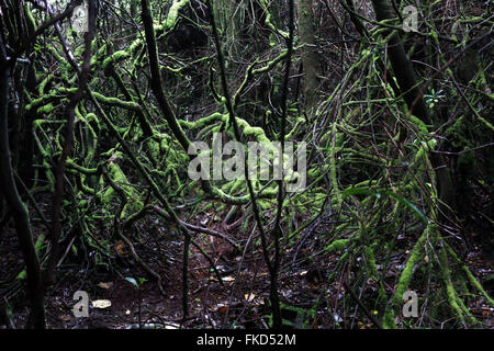 Les branches d'arbres couverts de mousse dans la forêt dense, Costa Rica Banque D'Images