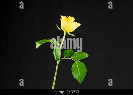 Rose jaune sur fond noir Banque D'Images