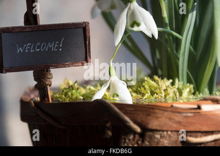 Main Bienvenue texte lettrage et perce-neige Banque D'Images