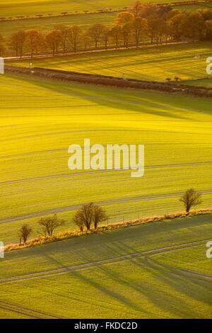 Lumière d'hiver sur les champs, Buckinghamshire, Angleterre Banque D'Images