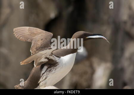 Guillemot avec atterrissage sur le poisson des îles Farne, Northumberland Banque D'Images