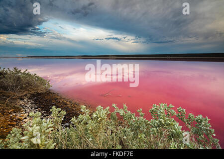 Le lagon rose à Port Gregory, l'ouest de l'Australie Banque D'Images