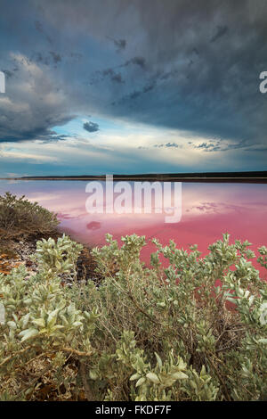 Le lagon rose à Port Gregory, l'ouest de l'Australie Banque D'Images