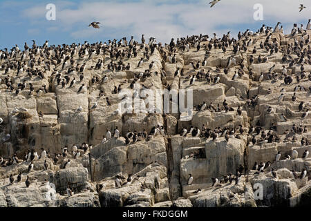 Les guillemots nichant sur des falaises sur l'île de Farne, Northumberland Banque D'Images