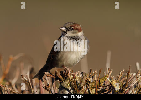 Moineau domestique (Passer domesticus) mâle Banque D'Images