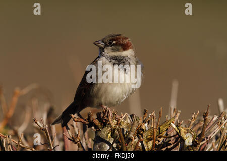 Moineau domestique (Passer domesticus) mâle Banque D'Images