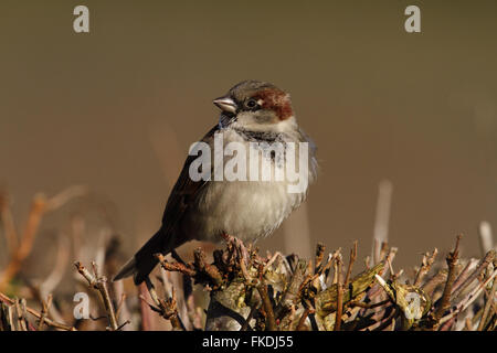 Moineau domestique (Passer domesticus) mâle Banque D'Images