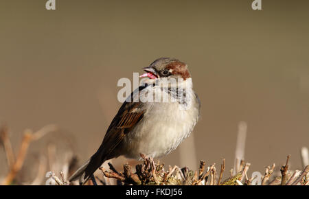 Moineau domestique (Passer domesticus) mâle Banque D'Images