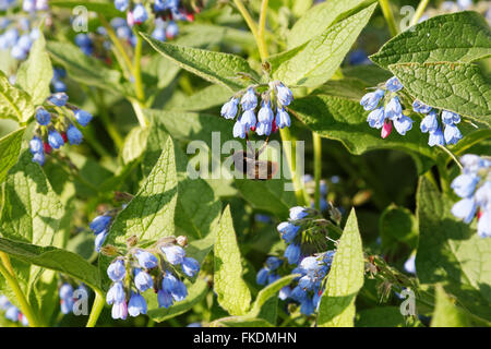 Bumblebee sur petites fleurs bleu jour d'été Banque D'Images