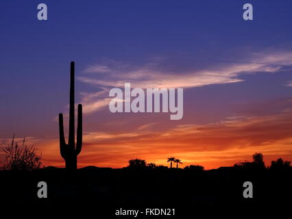 Coucher du soleil dans l'Ouest sauvage - magnifique coucher de soleil dans le désert de l'Arizona avec silhouette de cactus et de palmiers au loin Banque D'Images