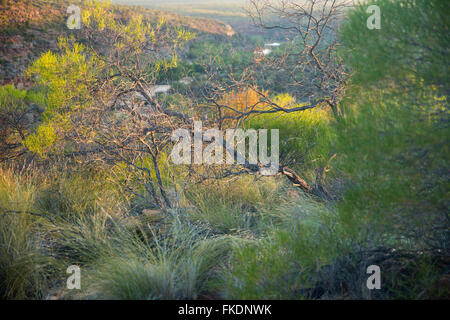 La première lumière sur le bush à Ross Graham Lookout, Murchison River Gorge, le Parc National de Kalbarri, Australie occidentale Banque D'Images