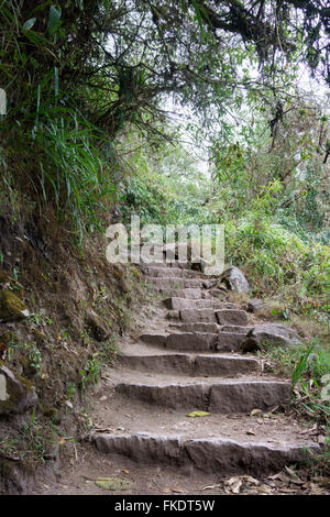 Escalier sur le chemin de l'Inca à Machu Picchu, Cusco Région, province d'Urubamba, Machu Picchu, Pérou District Banque D'Images