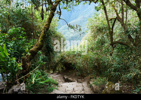 Escalier sur le chemin de l'Inca à Machu Picchu, Cusco Région, province d'Urubamba, Machu Picchu, Pérou District Banque D'Images