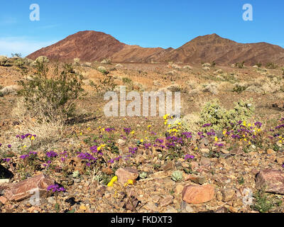 4 mars 2016, violet et jaune fleurs sauvages poussant dans la vallée de la mort d'après l'El Nino de pluie est qualifié de "super-Bloom'. Banque D'Images