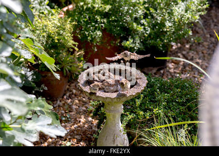 Groupe bondé de moineaux domestiques (Passer domesticus) echelle de bain d'oiseau en pierre dans jardin Banque D'Images