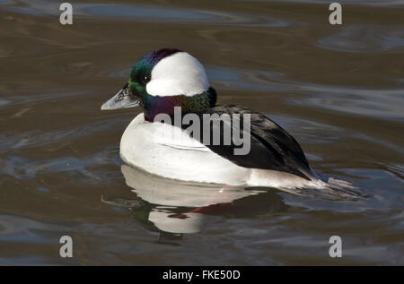 Le petit garrot Canard (Bucephala albeola) Banque D'Images