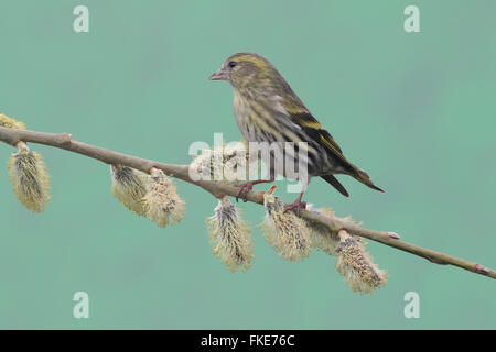 Siskin Carduelis spinus,, femme célibataire sur branch, Warwickshire, Mars 2016 Banque D'Images