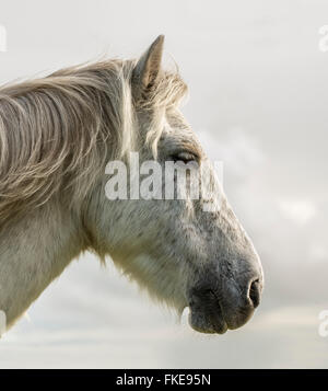 Portrait cheval gris Banque D'Images