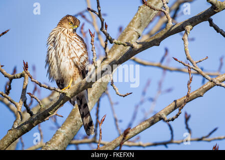Coopers immatures Hawk dans Magnuson Park, Seattle, WA. Février 2016. Banque D'Images
