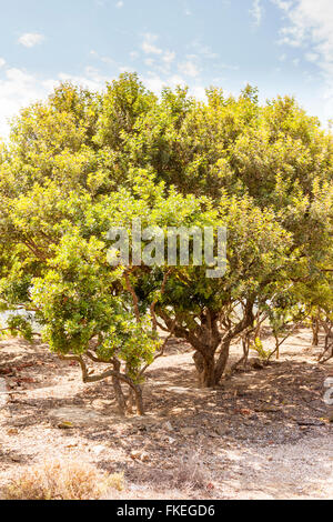 Pistacia lentiscus arbre, également connu sous le nom de lentisque, Chios, Grèce Banque D'Images